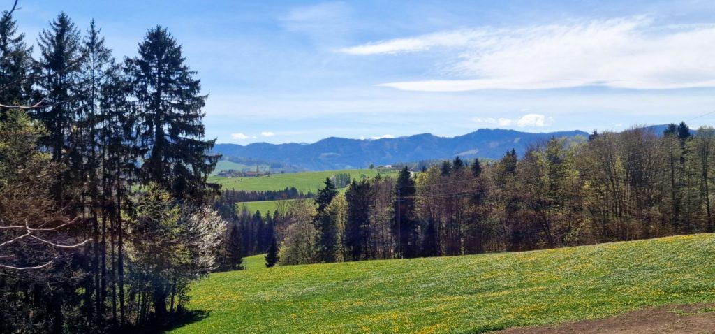 Blick über eine blühende Frühlingswiese und Fichten auf ein weites Bergpanorama am Aufstellort